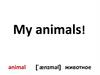 My animals