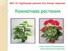 Комнатные растения