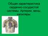 Общая характеристика сердечно-сосудистой системы. Артерии, вены, капилляры