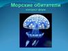 Морские обитатели контраст форм