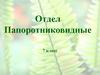 Отдел папоротниковидные