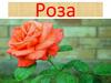 Роза - царица цветов