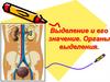 Выделение и его значение. Органы выделения