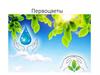 Первоцветы