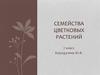 Семейства цветковых растений (7 класс)