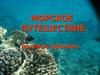 Морское путешествие по ленте времени