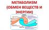 Метаболизм общее. Энергетический обмен