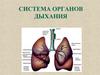 Система органов дыхания