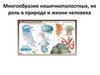 Многообразие Кишечнополостных, их роль в природе, значение в жизни человека