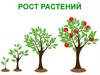 Рост растений. Деревья-великаны