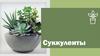 Суккуленты. Кратко о главном