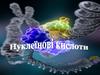 Нуклеїнові кислоти. Класифікація. Будова. Біологічне значення. Нуклеопротеїни