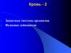 Кровь. Защитные системы организма. Функции лейкоцитов