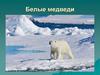 Белые медведи