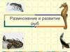 Размножение и развитие рыб