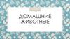 Домашние животные. Группы