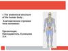 «The anatomical structure of the human body . Анатомическое строение тела человека»