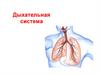Дыхательная система
