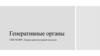 Генеративные органы