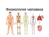 Физиология человека. Нервная система