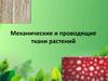 Механические и проводящие ткани растений