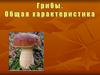 Грибы. Общая характеристика грибов. Шляпочные грибы