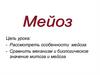 Мейоз. Особенности мейоза. Механизм и биологическое значение митоза и мейоза