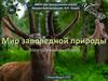 Мир заповедной природы. Электронная выставка