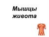 Мышцы живота