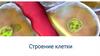 Строение клетки