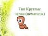 Тип круглые черви (нематоды)