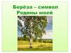 Береза — символ Родины моей