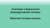 Анатомия и физиология репродуктивной системы. Мужские половые органы