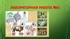 Лабораторная работа №2 Сравнение строения клеток растений, животных и грибов