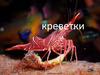 Креветки