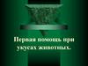 Первая помощь при укусах животных. Укус домашней собаки, кошки, крысы или мыши
