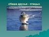 Наши друзья - птицы