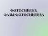 Фотосинтез. Фазы фотосинтеза