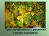 Приспособленность растений к жизни в дубраве