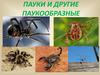 Пауки и другие паукообразные
