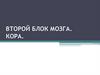 Второй блок мозга. Кора
