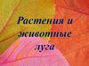 Растения и животные луга