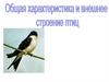 Общая характеристика и внешнее строение птиц