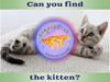 Can you find the kitten?