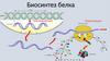 Биосинтез белка
