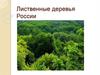 Лиственные деревья России