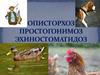 Описторхоз. Простогонимоз.эхиностоматидозы