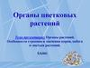 Органы растений. Особенности строения и значения корня, побега и листьев растений. 6 класс