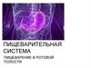Пищеварительная система человека. Пищеварение в ротовой полости