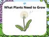 What Plants Need to Grow